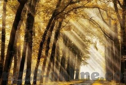 足球球网比分即时比分体-足球球网即时比分，一场数字与激情的狂欢盛宴